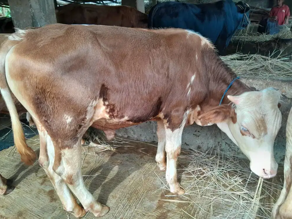 Jual Sapi Kurban / Sapi Qurban / Harga Terbaik
