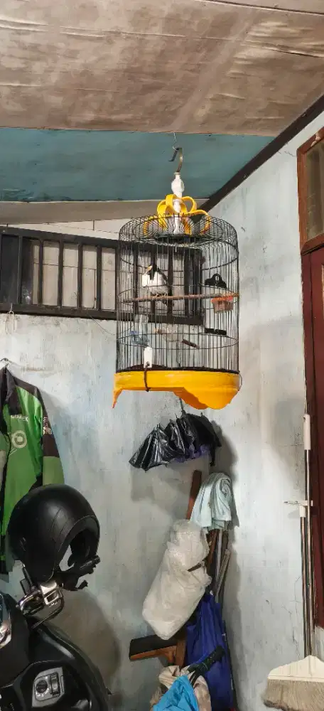 jalak suren yang minat aja