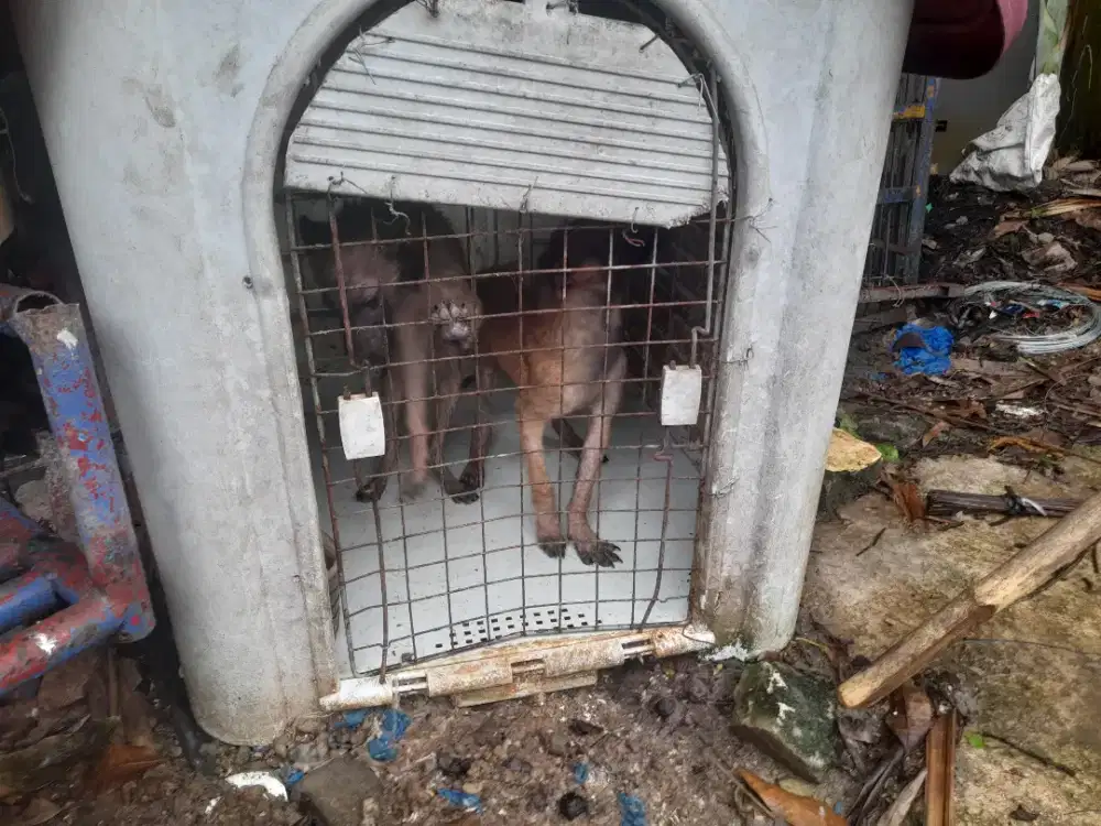 Jual anjing belgian lk btn