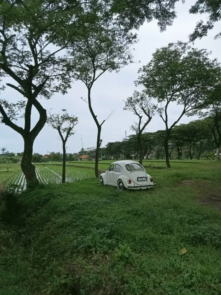 VW kodok putih 1963