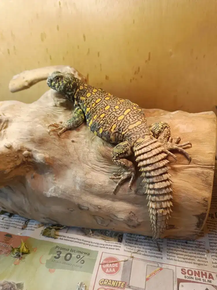 Hewan peliharaan Reptil Uromastyx Ornata
