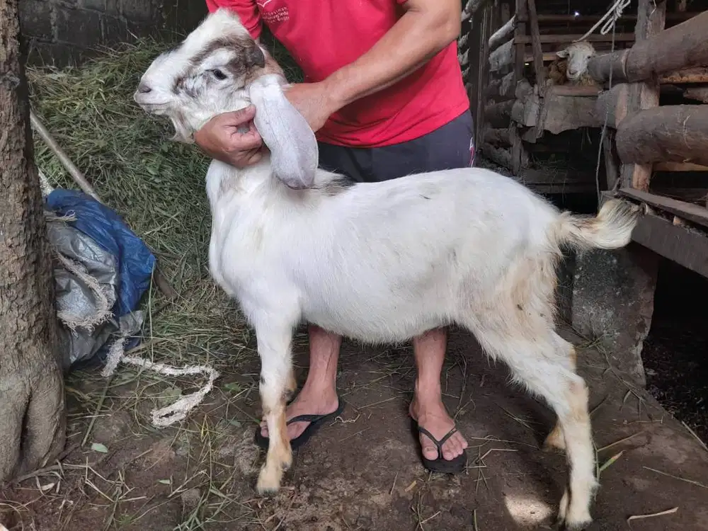 Jual Kambing Kurban / Jual Kambing Buat Kurban / Harga Bisa Nego