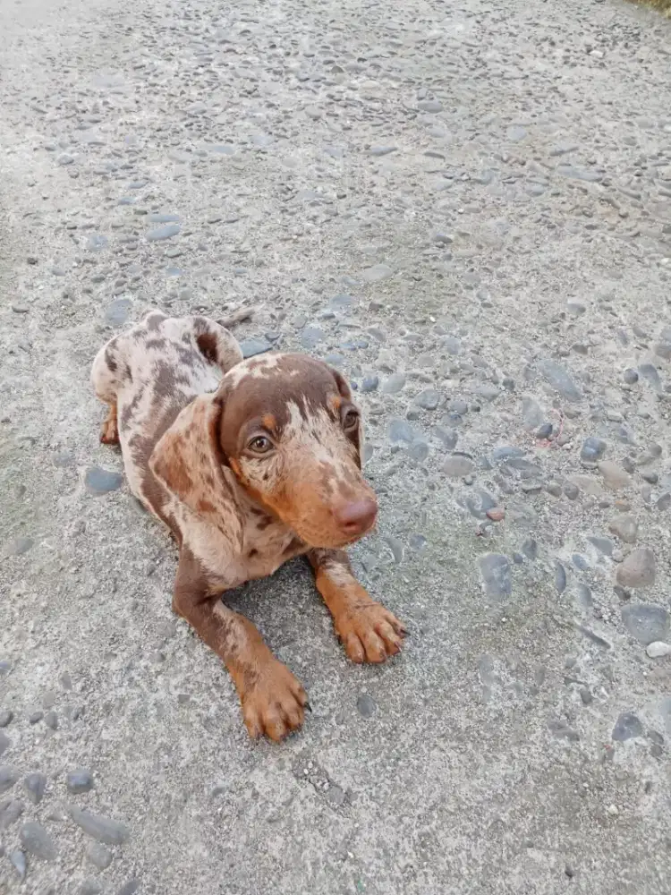 Cari tuan baru tekel jantan umur 2 bulan jalan 3 bulan