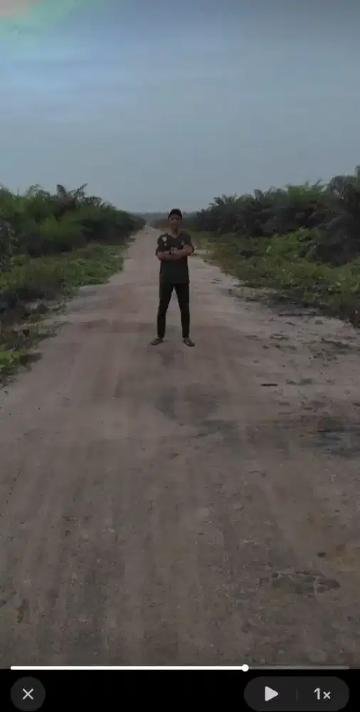 Lowongan kerja di sektor perkebunan kelapa sawit