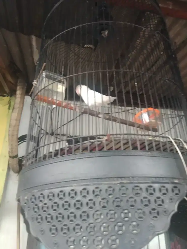 Burung Lovebird Putih
