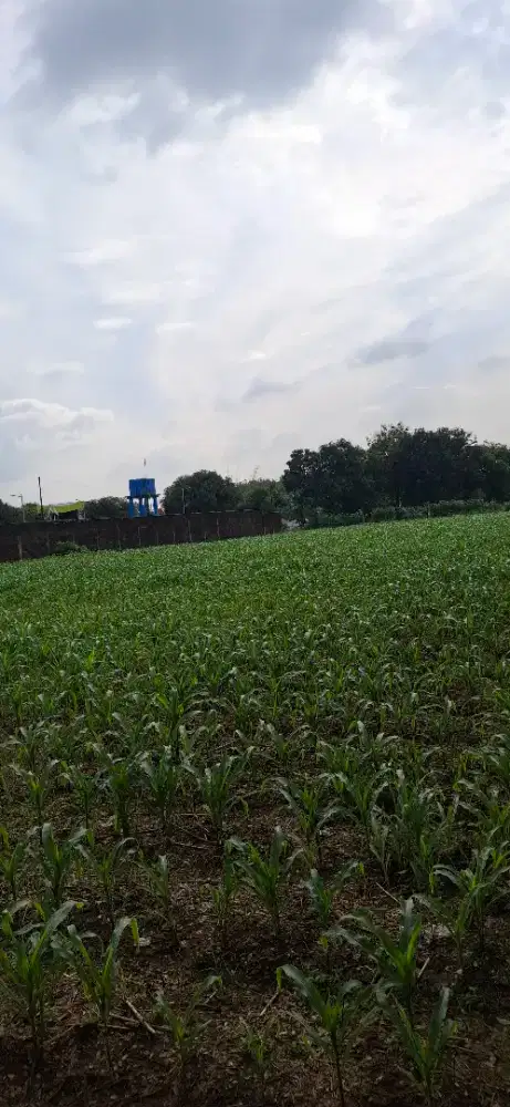 Di JUAL Tanah 4982 M.  Muka 36M  pangkah Kab Tegal