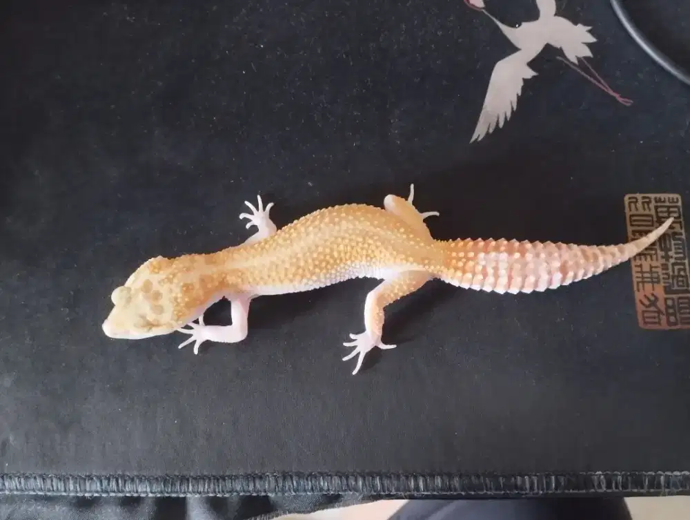LEOPARD GECKO POSS WHITE YELLOW RAPTOR FEMALE DEWASA