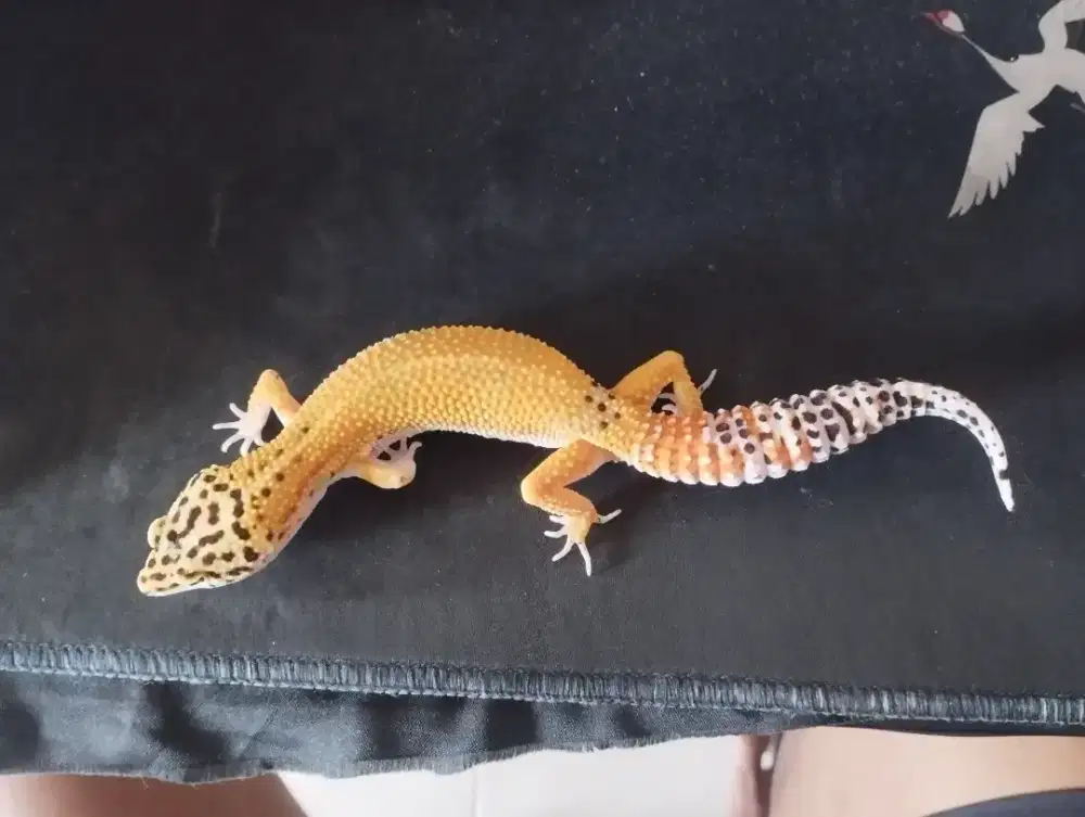 LEOPARD GECKO DEWASA TANGARINE HET TREMPER FEMALE
