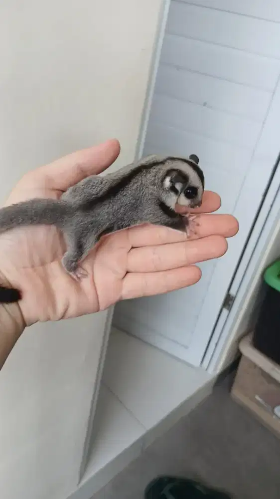 Sugar glider classic grey betina calon obes