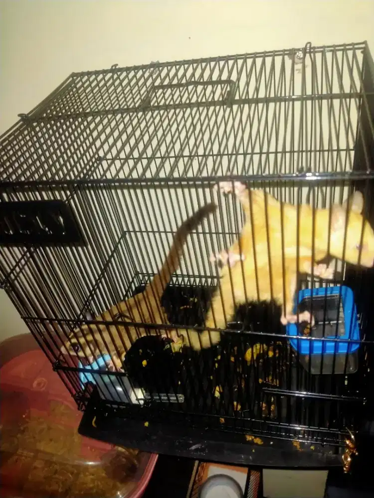 Kandang Suger Gleder 2