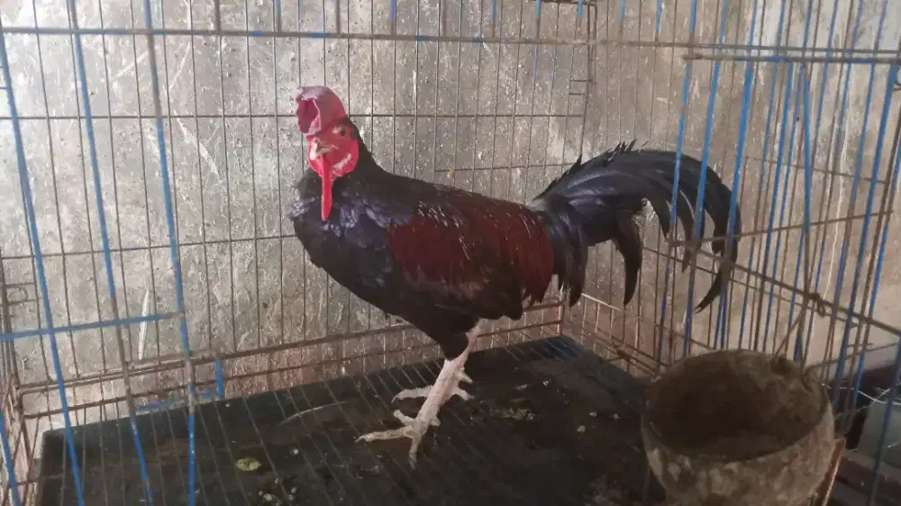 Ayam bekisar klungsung