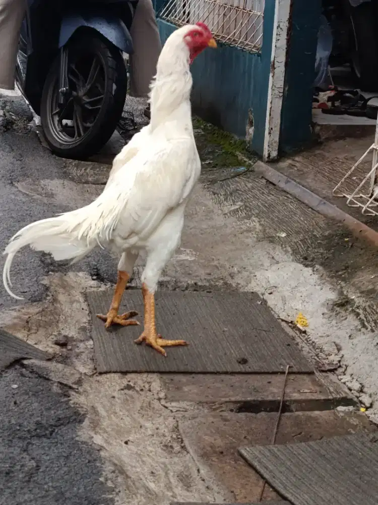 Ayam shamo line nuber