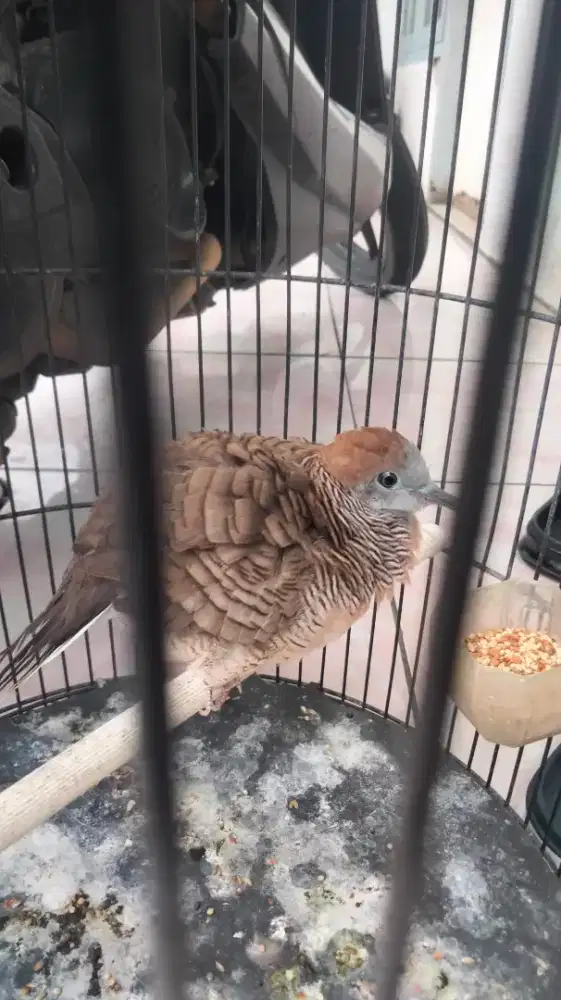 Burung perkutut bangkok