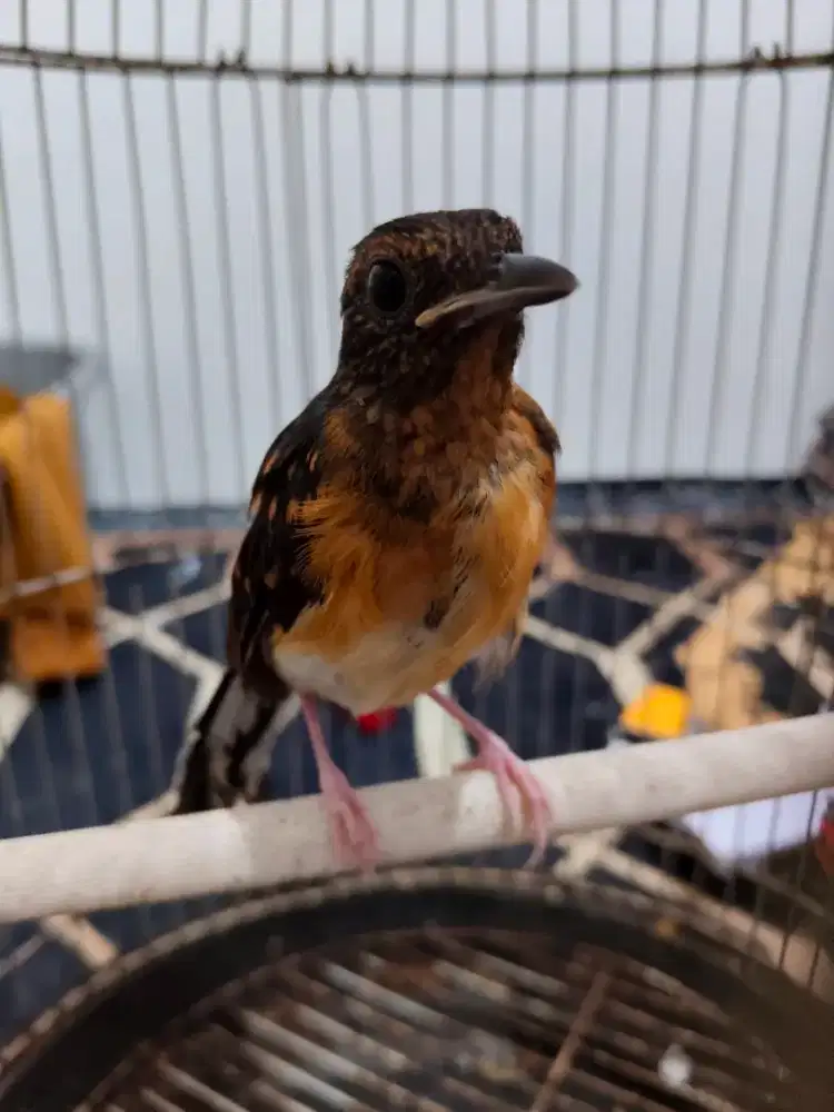 Murai Trah Splitan 2 Ekor