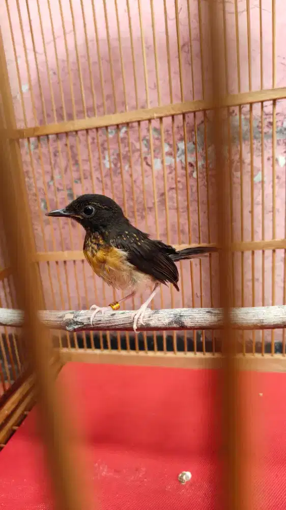 Trotol murai 2 bulan lebih sudah ngeriwik