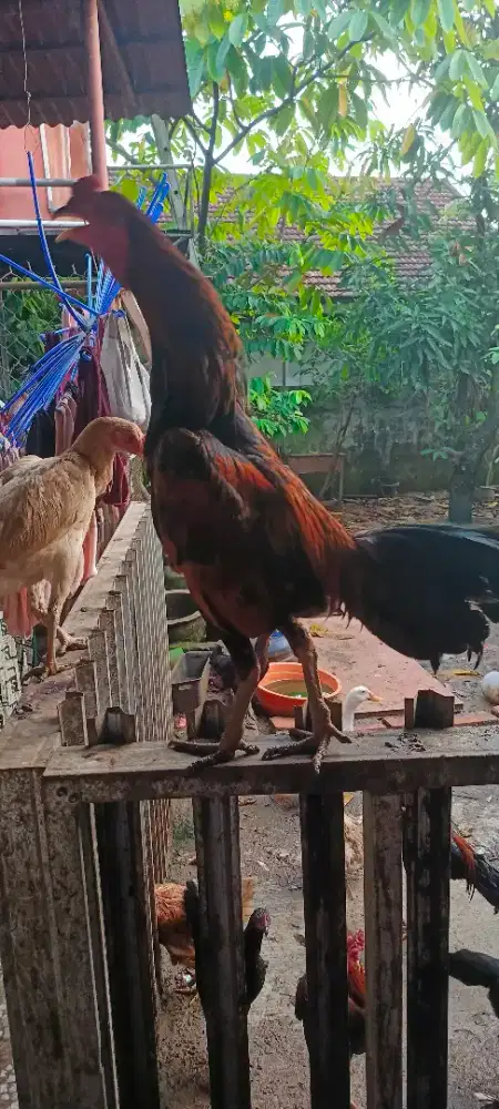 Ayam muda birma x mangon 7 bulanan