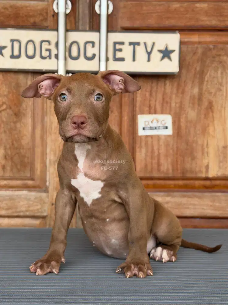 Puppy Pitbull, Si Kecil Penuh Semangat!