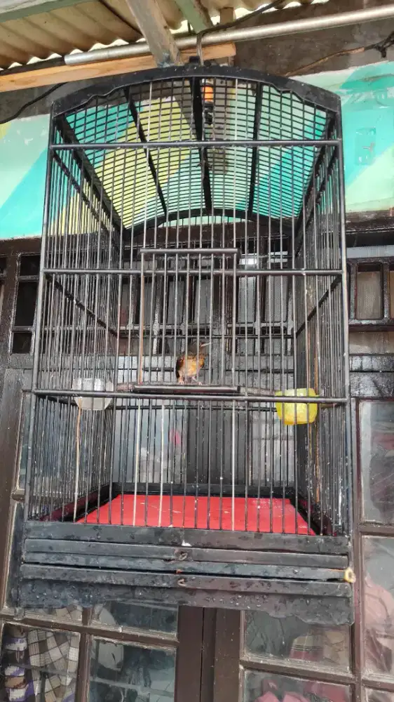 Murai trotol sdah ngriwik