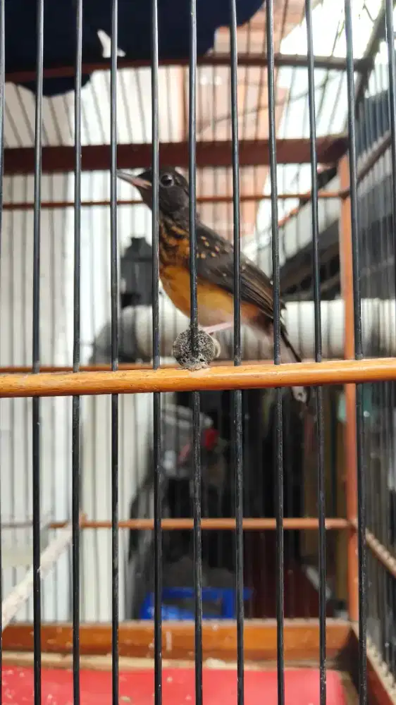 Murai trotol sudah ngriwik