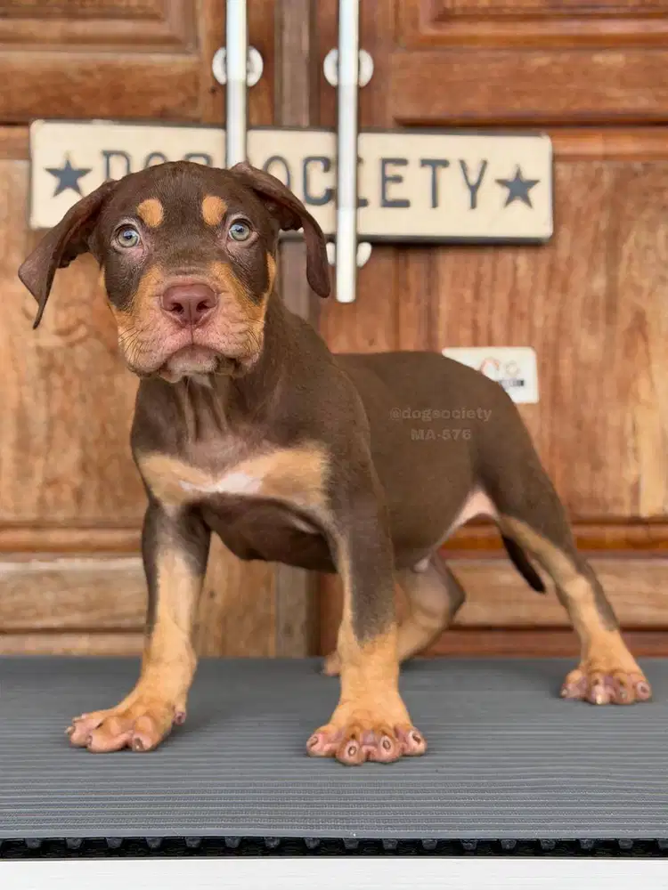 American Pitbull Jantan, Kuat dan Setia!