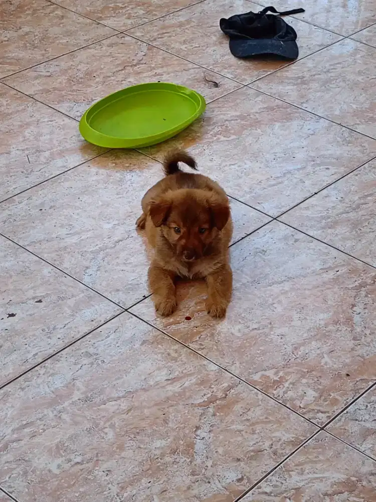 ANAK ANJING MIX CORGI