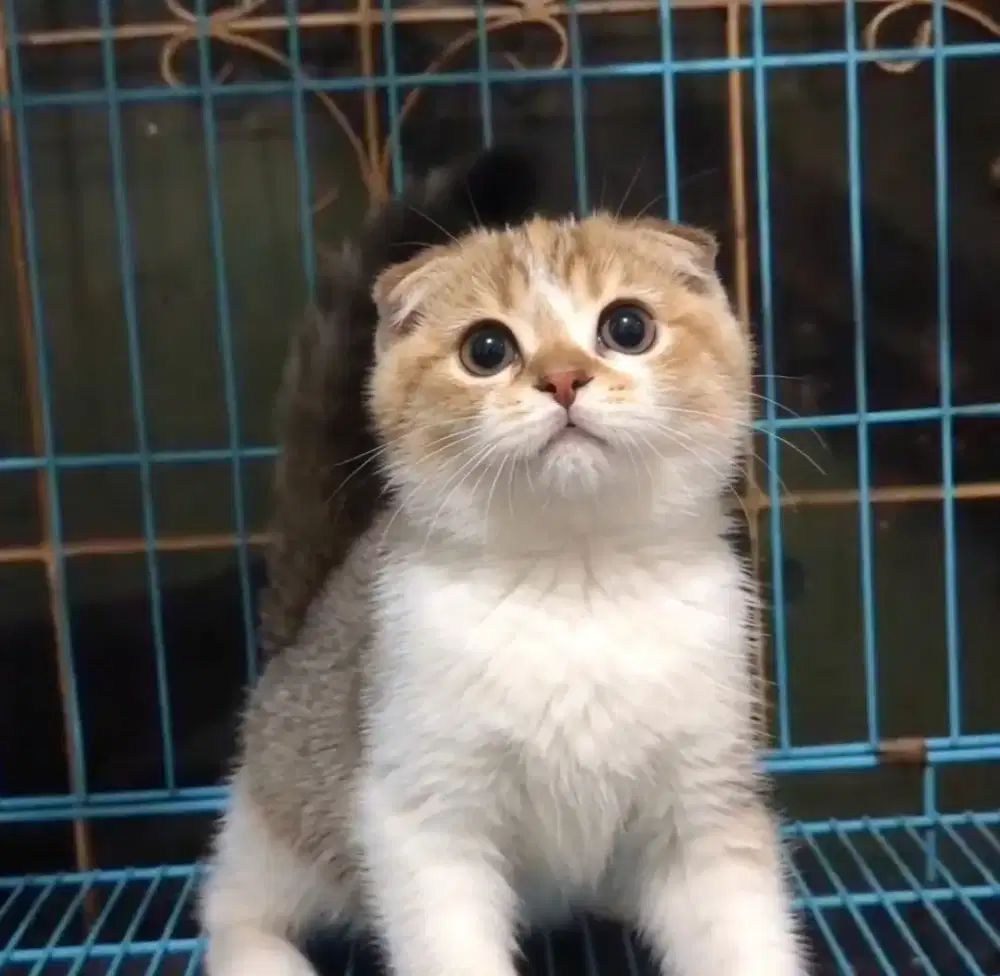 KUCING KITTEN BSH GOLDEN BICOLOR X SCOTTISH FOLD
