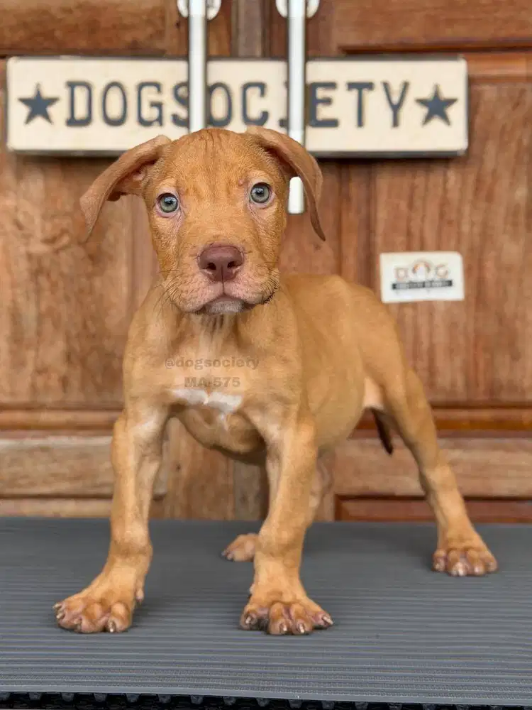 American Pitbull, Anjing Gagah dan Ramah