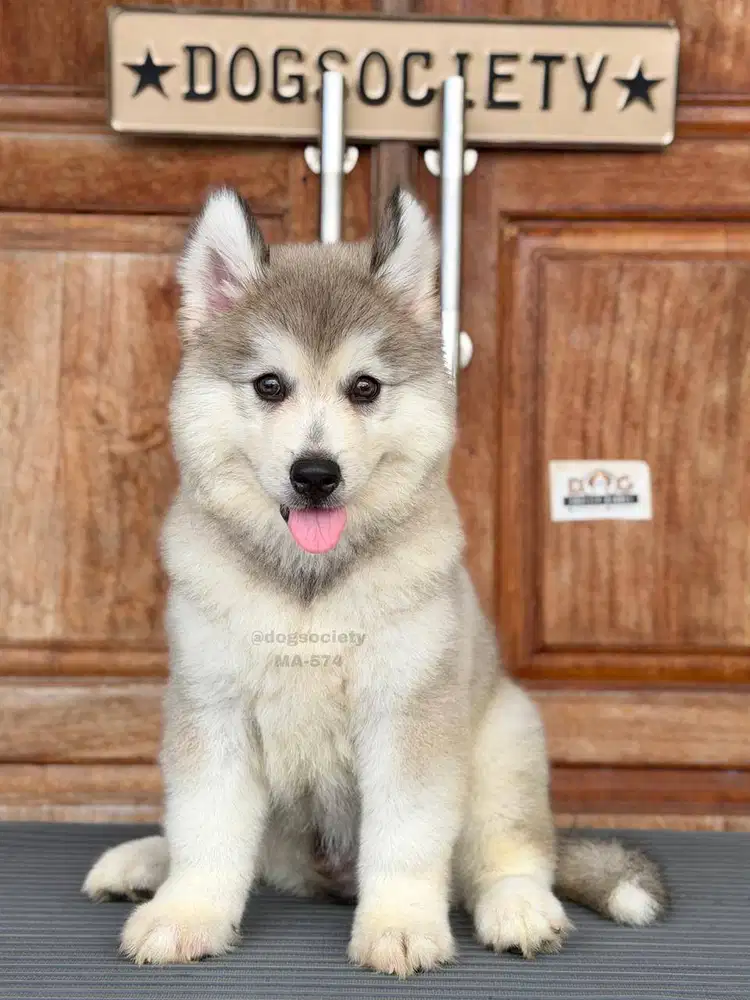 Alusky, Perpaduan Sempurna Alaskan Malamute dan Husky!
