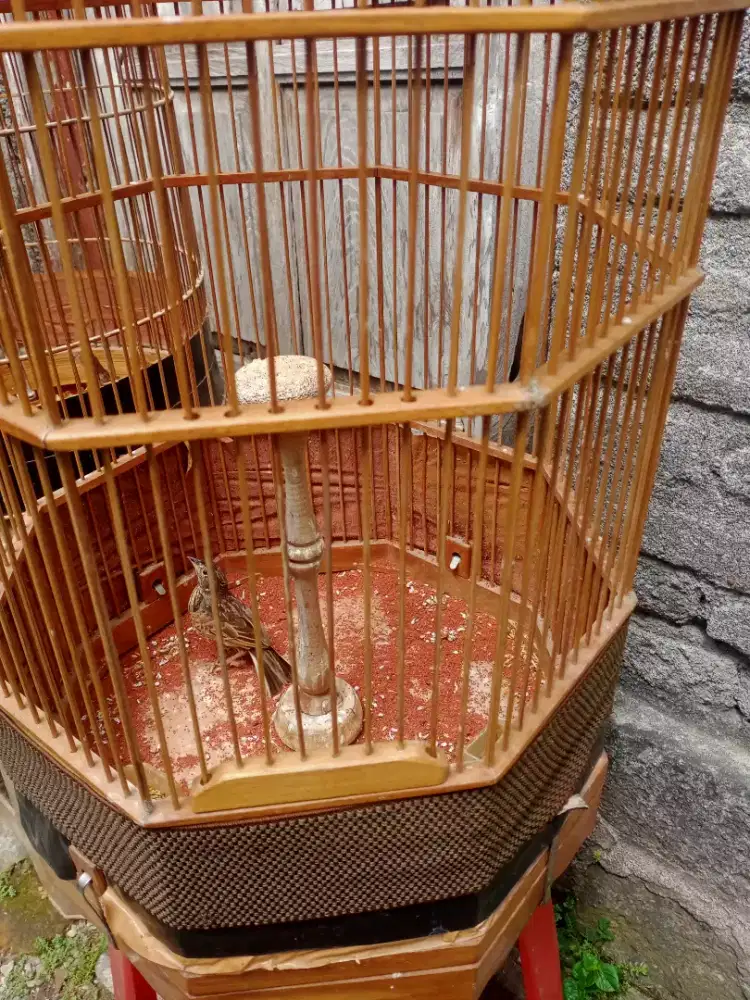 Branjangan jantan sudah rawatan lama recek