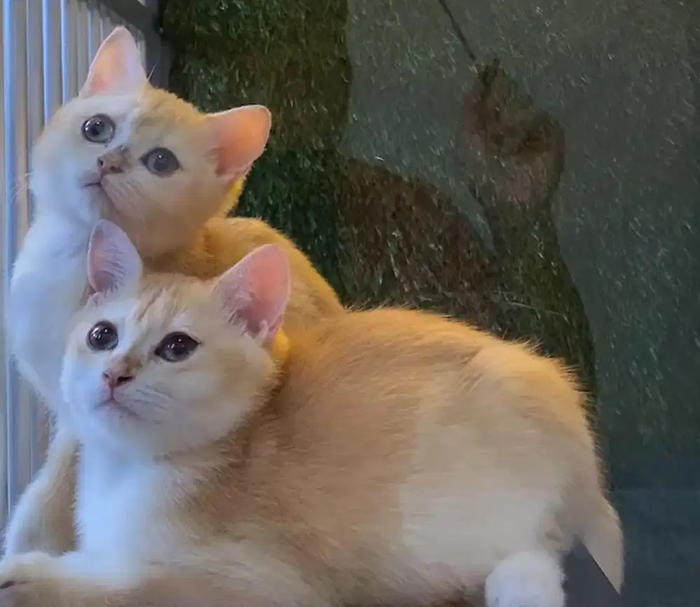 BSH Golden Pure Line Rusia Parent PED WCF