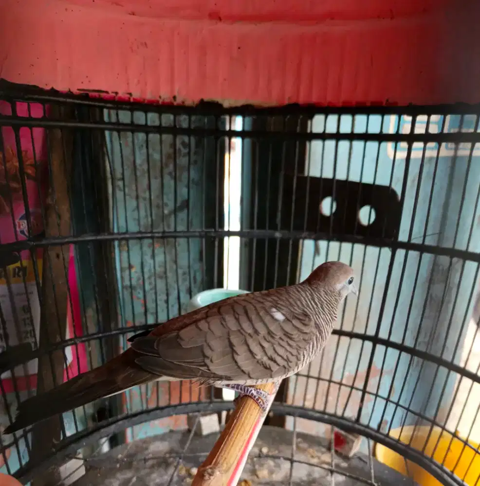 Perkutut lokal cendolo sabdo