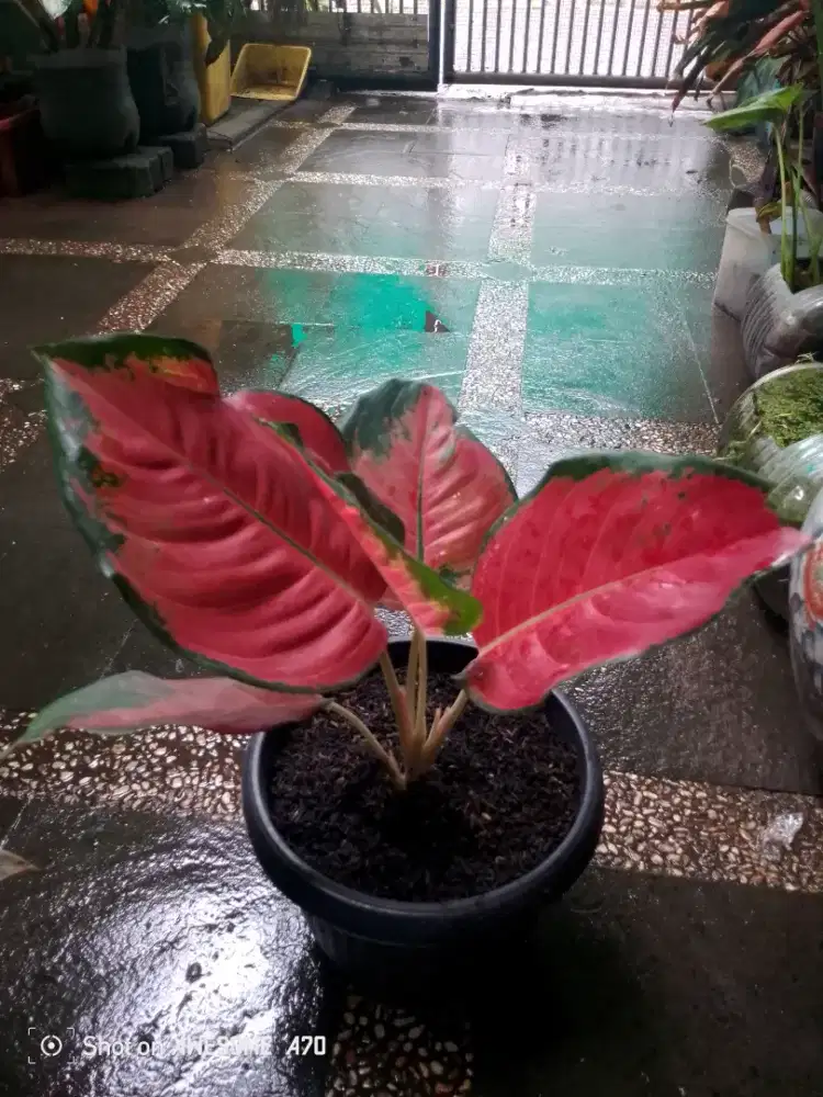 Jual tanaman algonema