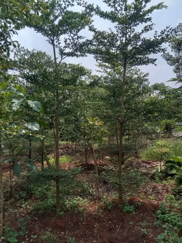 Pohon ketapang kencana