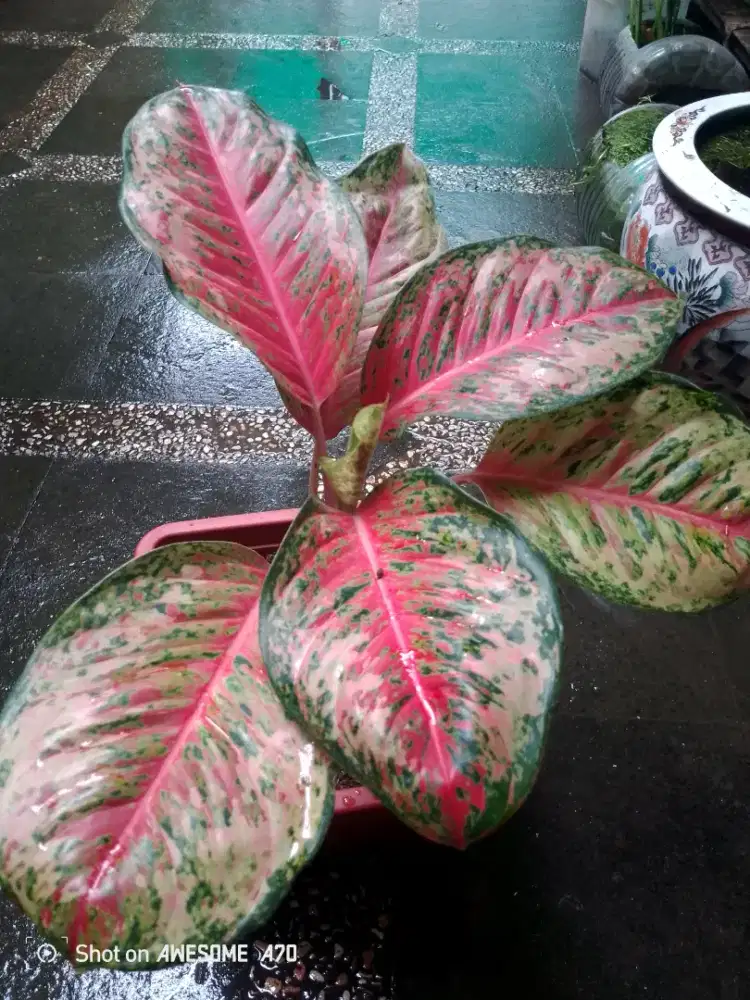 Jual tanaman algonema