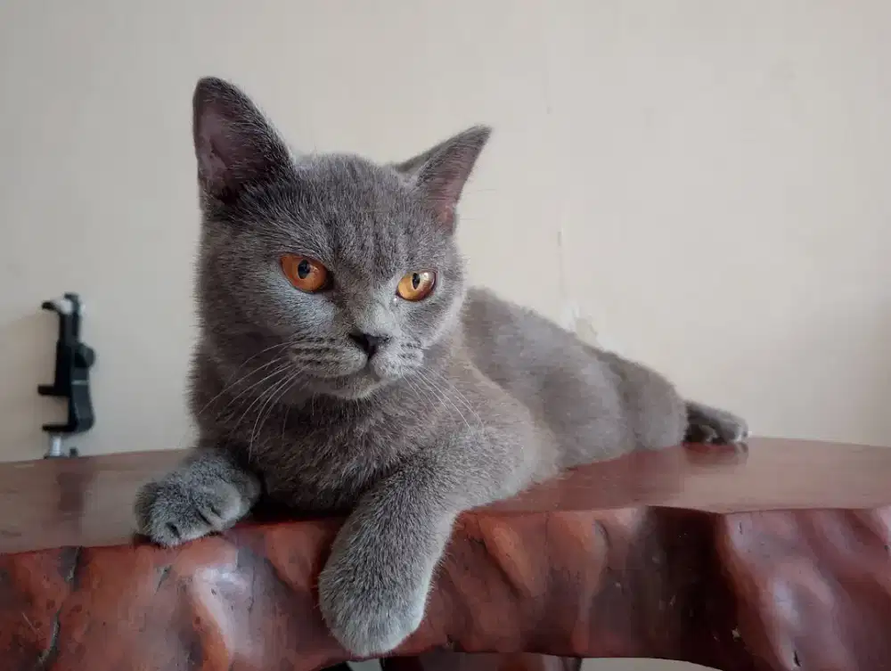 Kucing British short hair/BSH