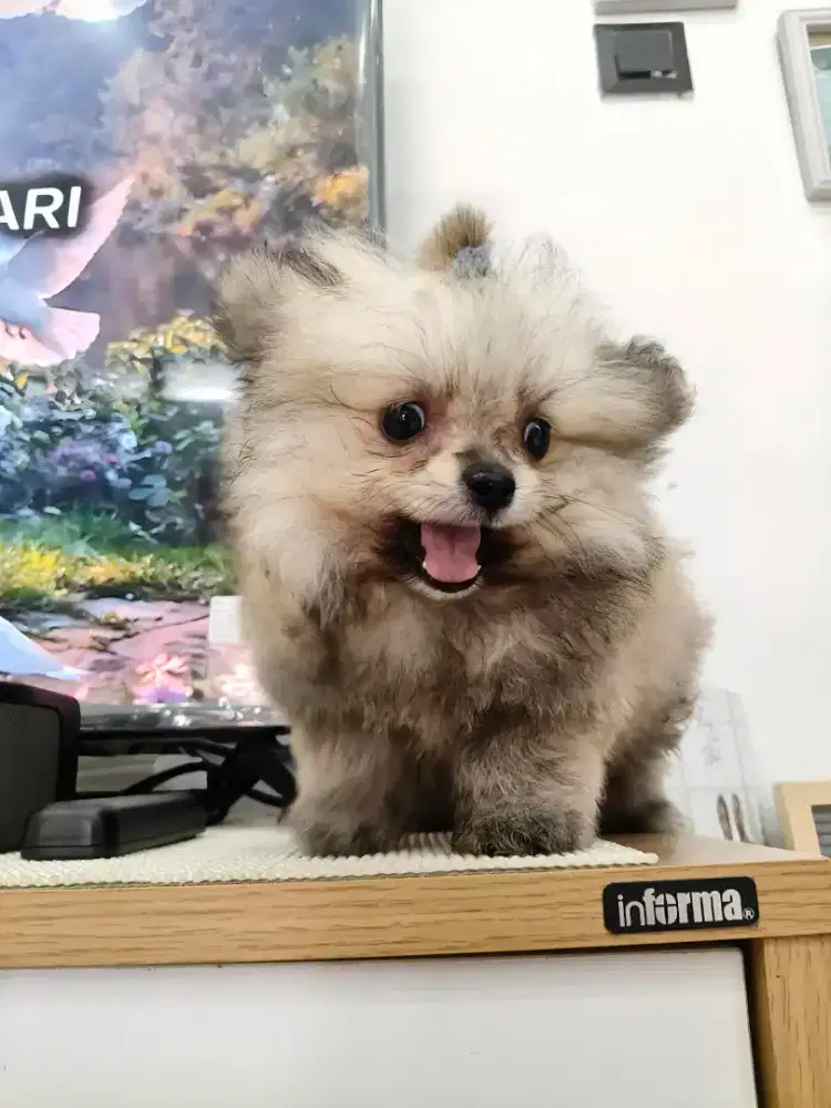 Anjing super minipom