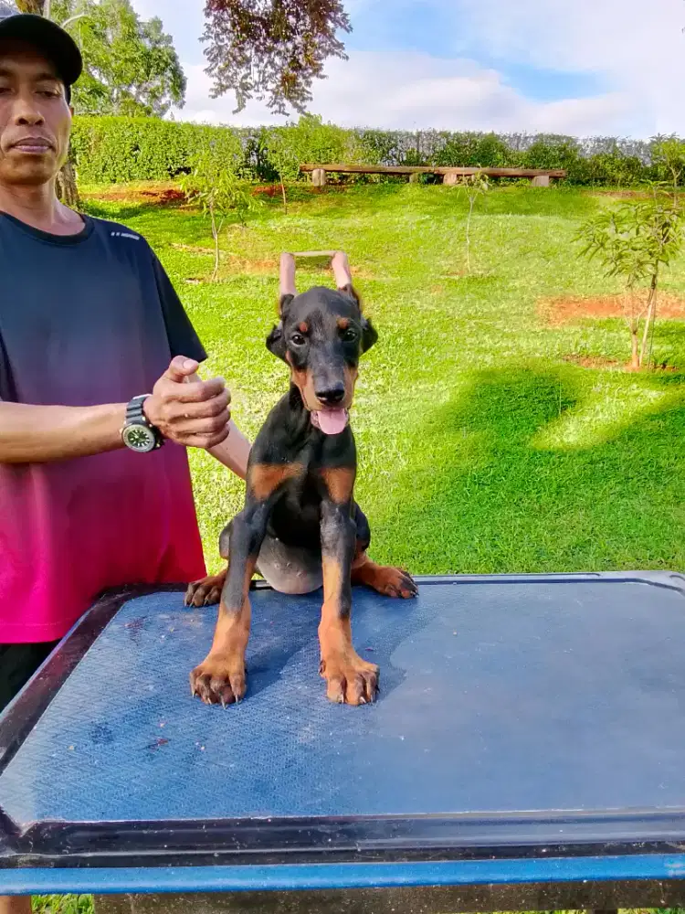 Jual puppy doberman betina atau jantan