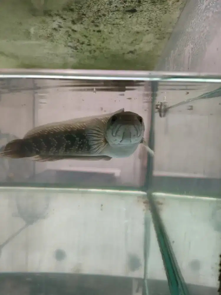 Chana Asiatika, chana Maru, chana Andrao