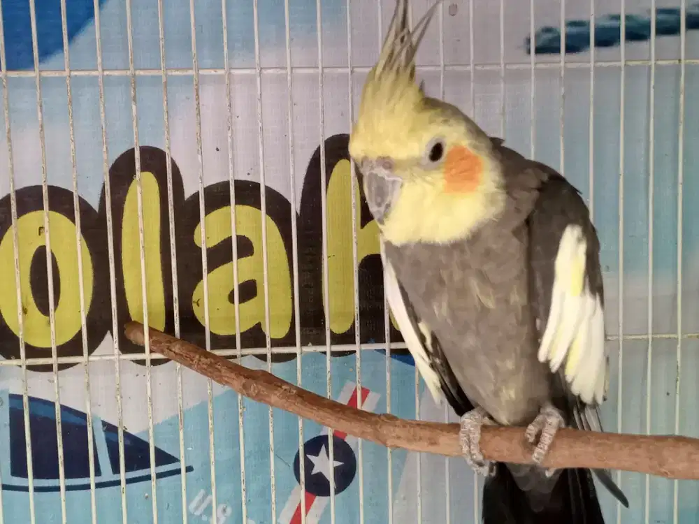 Burung Falk Jantan Dewasa