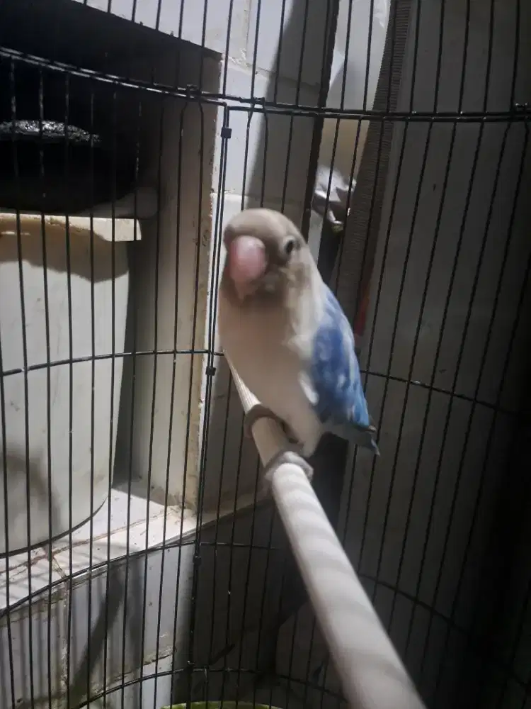 Love bird blue series/BS