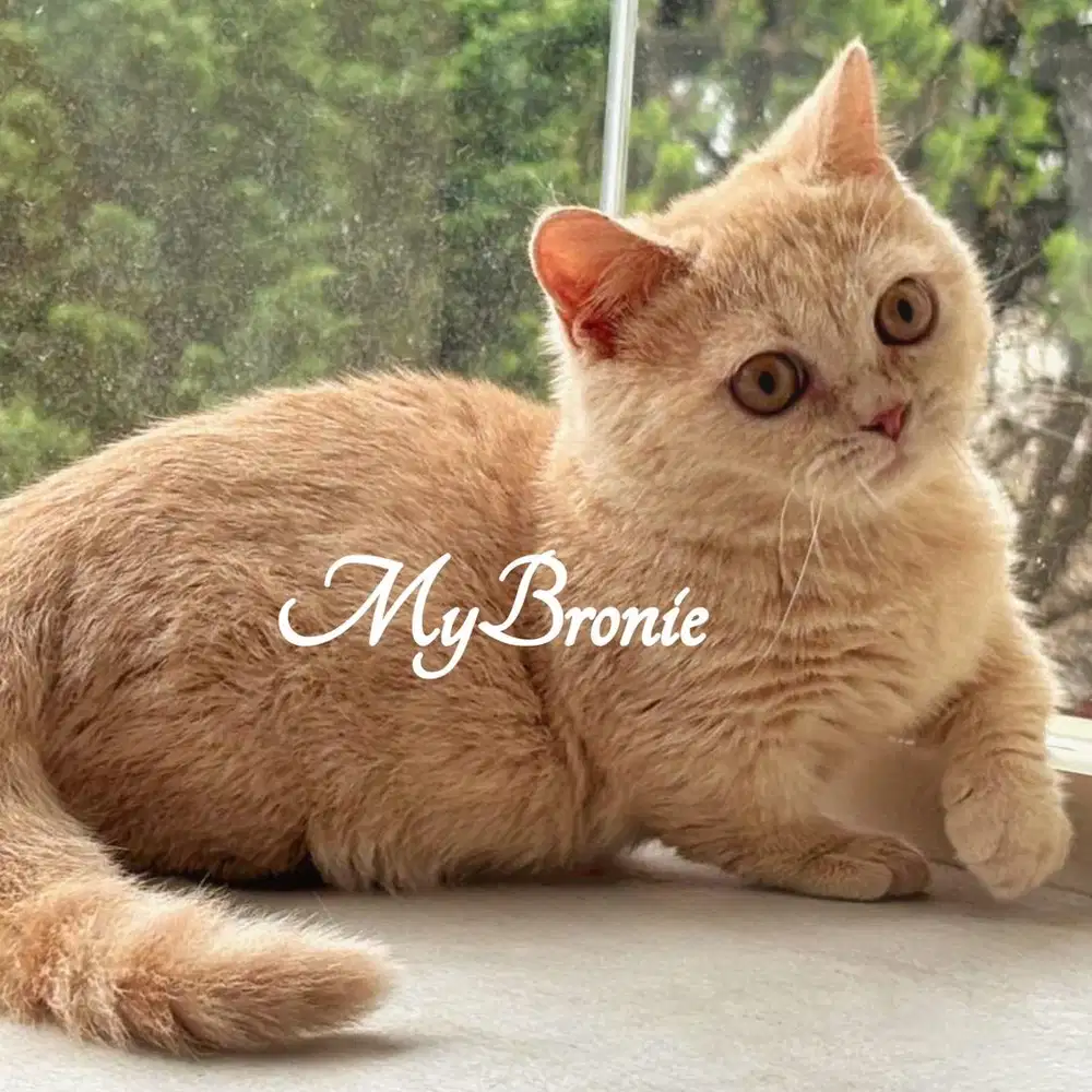 Kucing munchkin british betina 4 bulan