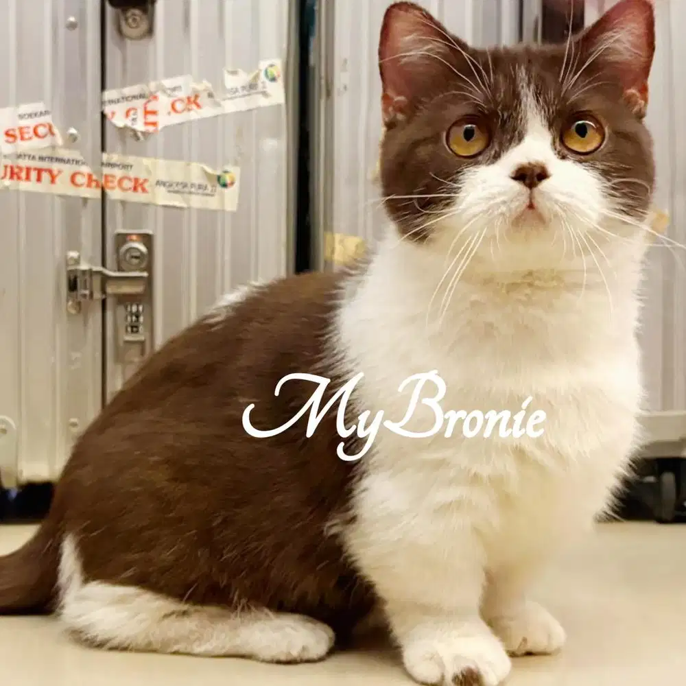 Kucing munchkin british untuk indukan