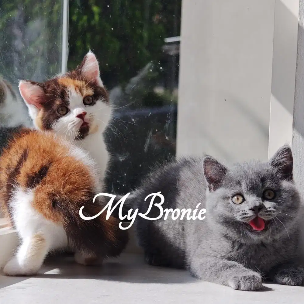 Kucing british shorthair rare color