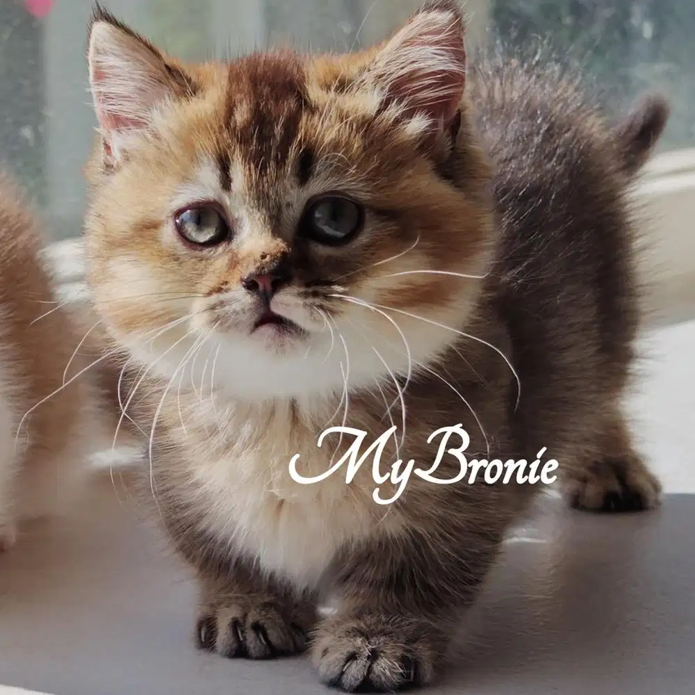 Kucing munchkin british anakan import