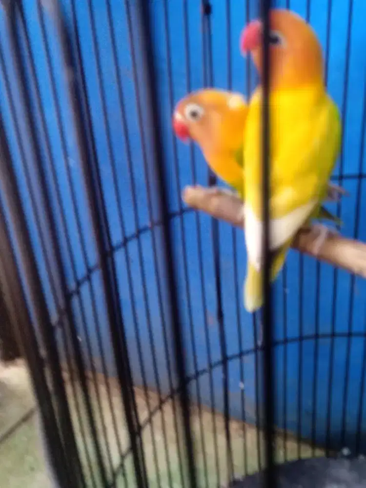 Lovebird PasKun 1 Pasang
