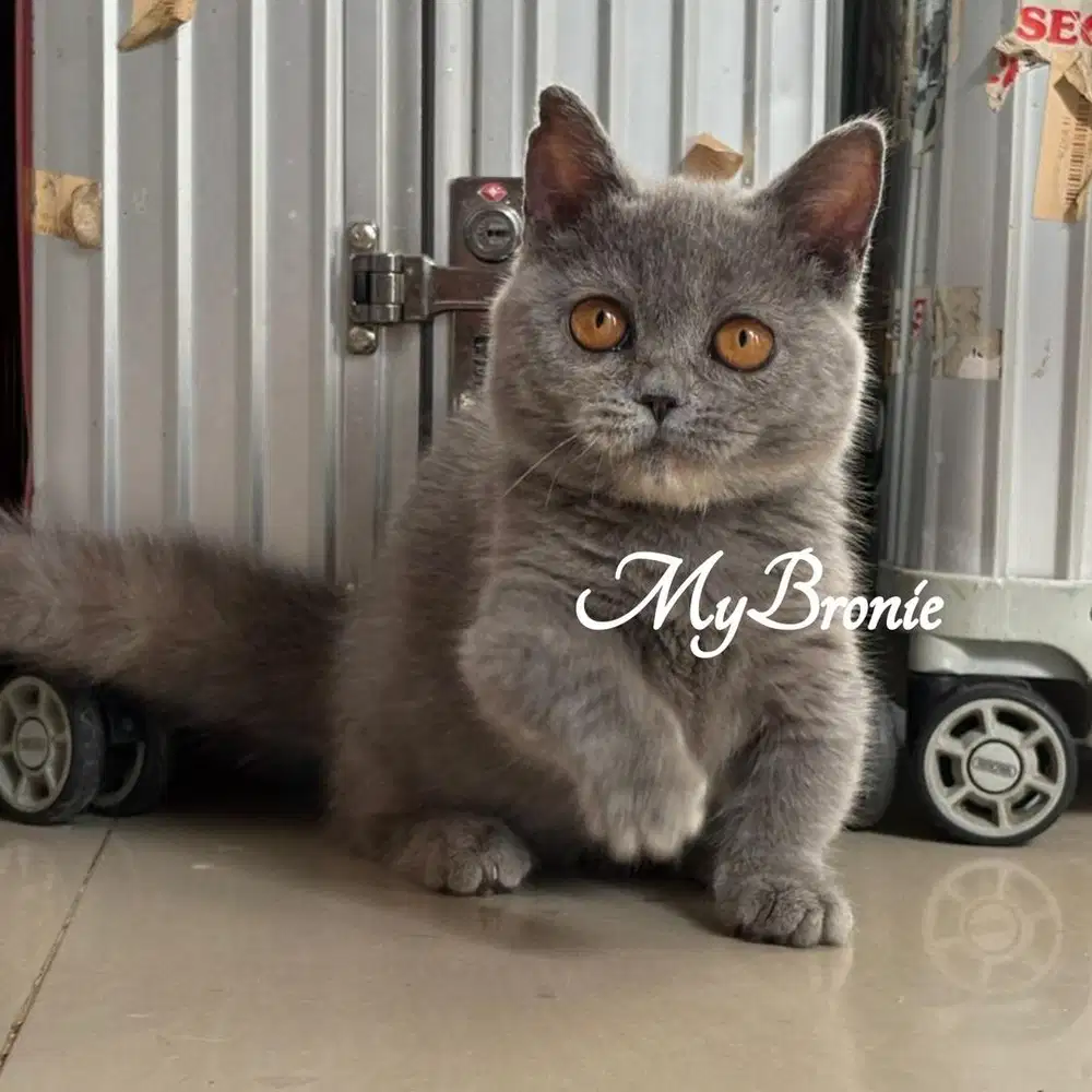 Kucing munchkin british betina 4 bulan
