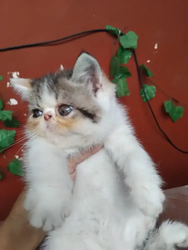 Kiten persia peaknose