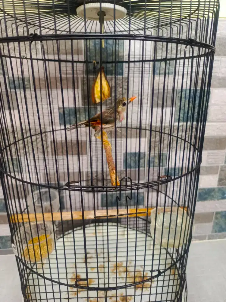 Robin jantan voer total