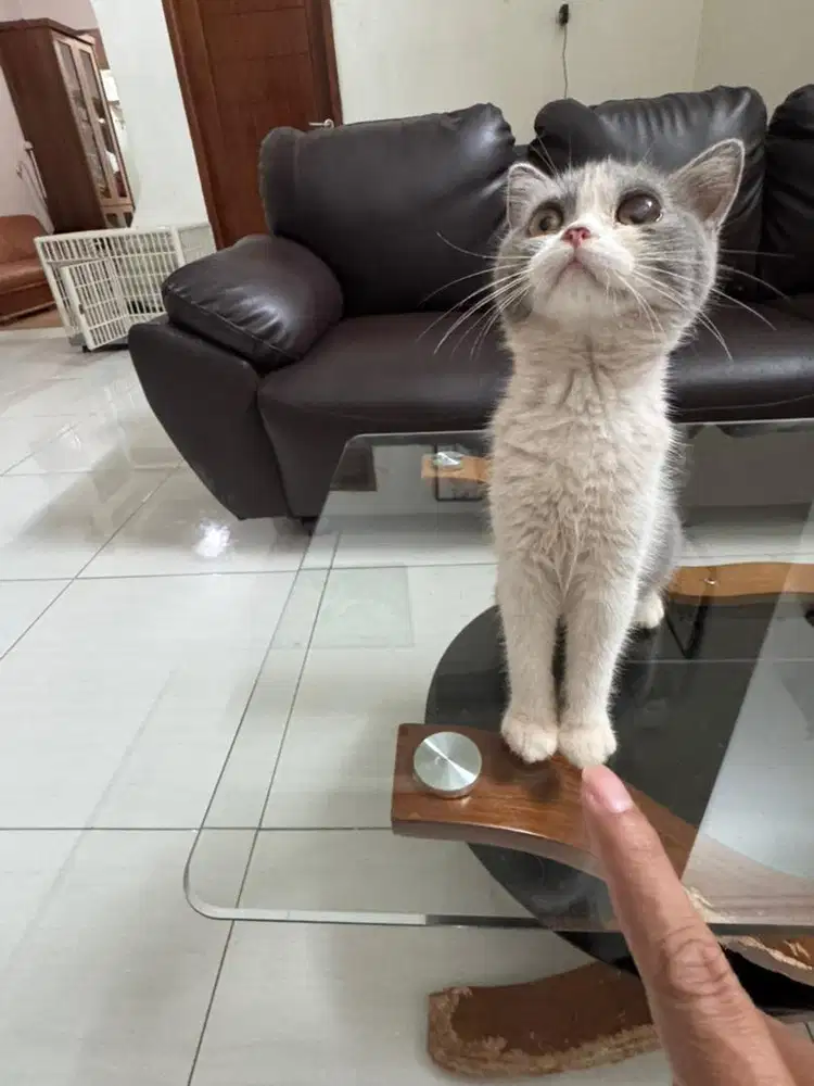 Kitten BSH non stanboom