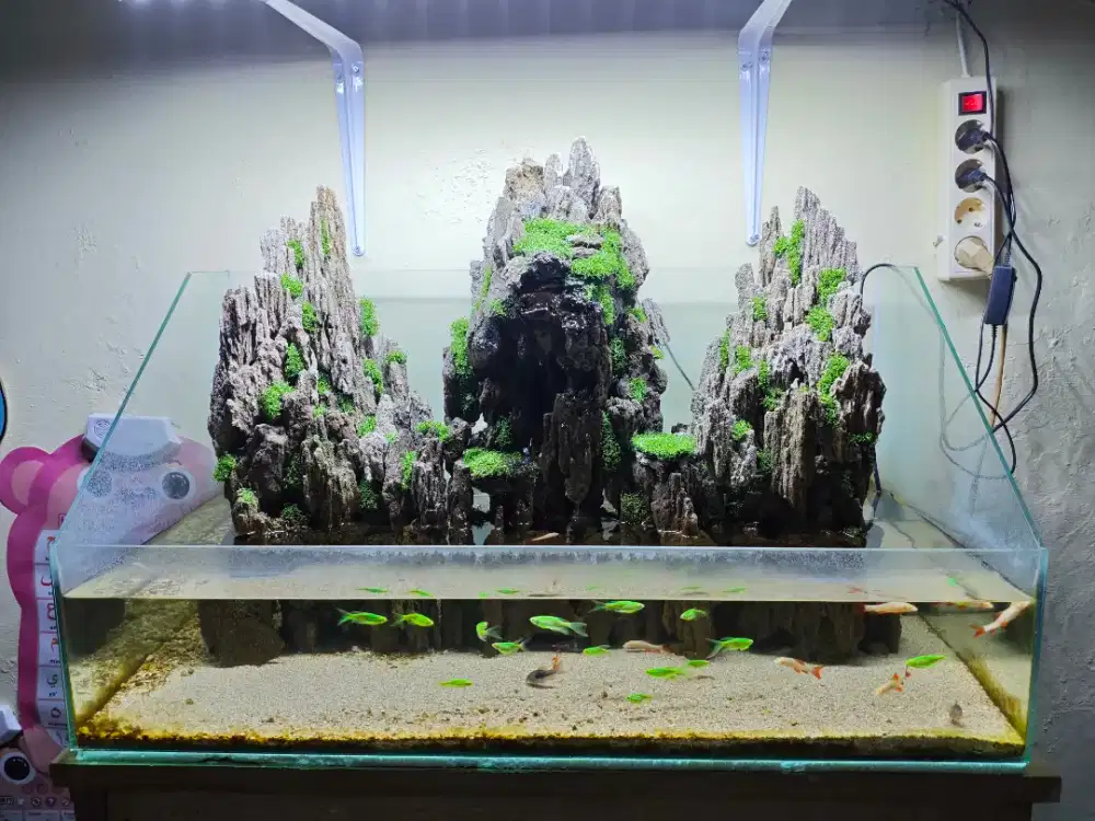 Aquascape Paludarium Tema Tebing Berasap